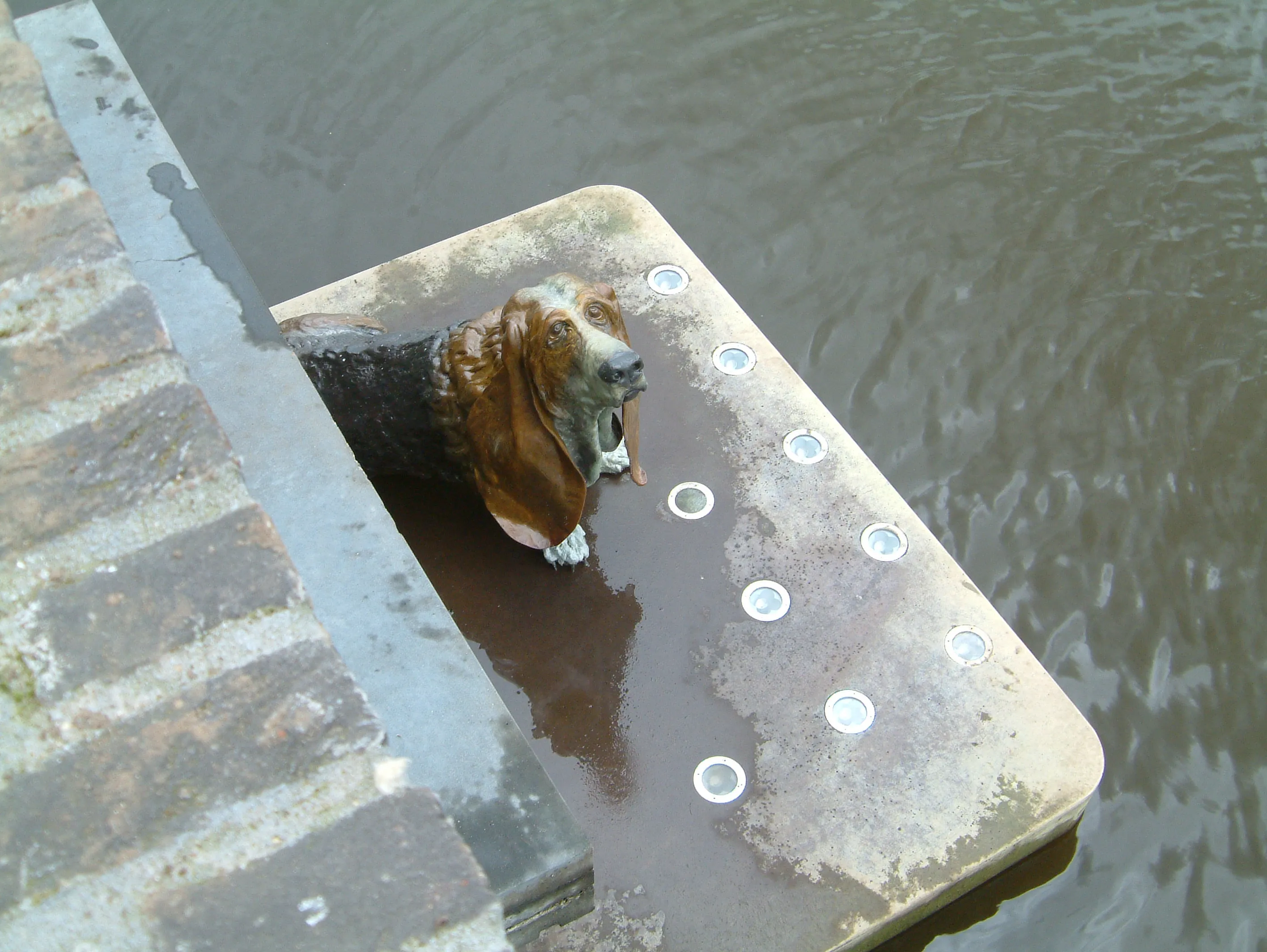 Bronzen Basset Hound onder water spuwer (bij laag water).