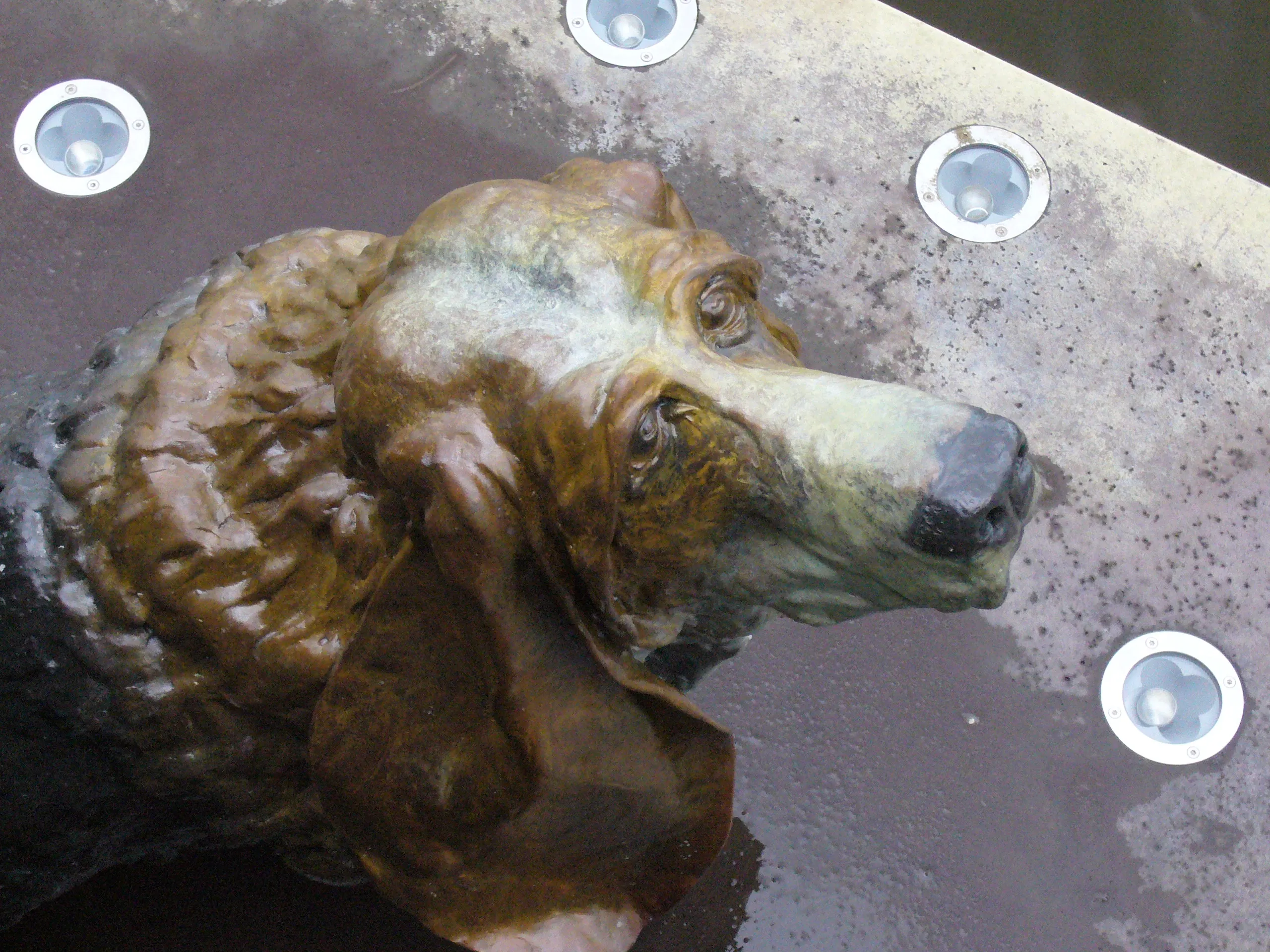 Bronzen Basset Hound (close up)